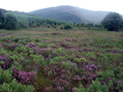 Buy Land in Scotland Buy Land in Scotland